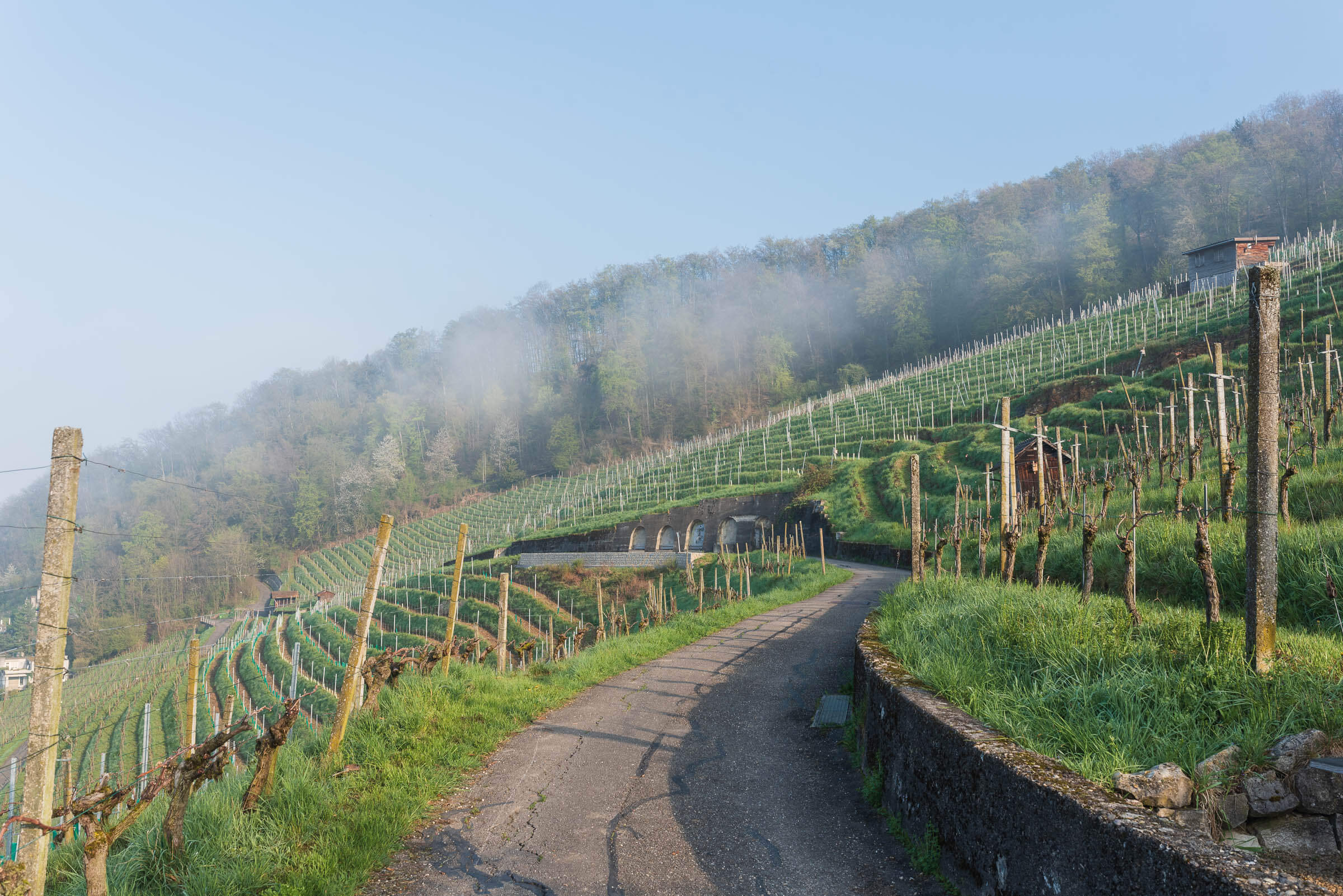 39 Rebberge Ennetbaden